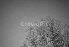 흑백, 겨울나무, 나뭇가지, 겨울느낌, 감성, 사진,이미지,일러스트,캘리그라피 - hongban작가 크라우드픽 - 저작권 걱정 없는 상업용 이미지