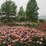 곡성장미축제, 장미, 우중충한날씨, 예쁜꽃, 꽃, 사진,이미지,일러스트,캘리그라피 - joyglory작가 크라우드픽 - 저작권 걱정 없는 상업용 이미지