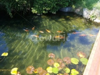 연못, 자연, 풍경, 물고기, 감성, 사진,이미지,일러스트,캘리그라피 - Ngustnr8611작가 크라우드픽 - 저작권 걱정 없는 상업용 이미지