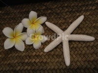 플루메리아, 뷰티, 내추럴뷰티, 꽃장식, 손가락불가사리, 사진,이미지,일러스트,캘리그라피 - 밥도니작가 크라우드픽 - 저작권 걱정 없는 상업용... 