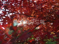 공원, 원신근린공원, 나무, tree, 나무줄기, 사진,이미지,일러스트,캘리그라피 - 엔엔디작가 크라우드픽 - 저작권 걱정 없는 상업용 이미지