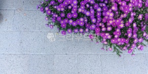 국화꽃, 국화꽃향기, 보라색꽃, 보라, flower, 사진,이미지,일러스트,캘리그라피 - 로로희작가 크라우드픽 - 저작권 걱정 없는 상업용 이미지