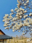outdoors, 꽃잎, 목련, 나무, flower, 사진,이미지,일러스트,캘리그라피 - Nsyp7077작가 크라우드픽 - 저작권 걱정 없는 상업용 이미지