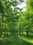 나무, 숲, forest, tree, 초록, 사진,이미지,일러스트,캘리그라피 - Ntjtn0002작가 크라우드픽 - 저작권 걱정 없는 상업용 이미지