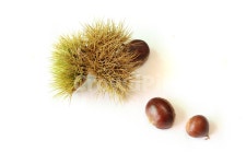 autumn, brown, bur, burr, chestnut, 사진,이미지,일러스트,캘리그라피 - binimin작가 크라우드픽 - 저작권 걱정 없는 상업용 이미지