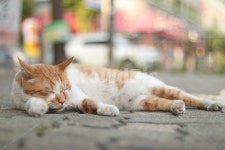 여유, 고양이, 낮잠, 한가함, 졸림, 사진,이미지,일러스트,캘리그라피 - PentaxJN작가 크라우드픽 - 저작권 걱정 없는 상업용 이미지