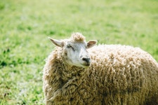 목장, 양, 남해, 봄, sheep, 사진,이미지,일러스트,캘리그라피 - Lupin작가 크라우드픽 - 저작권 걱정 없는 상업용 이미지