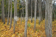 단풍, 단풍나무, 단풍나무숲길, 단풍길, 계절, 사진,이미지,일러스트,캘리그라피 - Deep bLUE작가 크라우드픽 - 저작권 걱정 없는 상업용 이미지