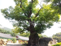 나무, tree, 나무줄기, 사찰, 느티나무, 사진,이미지,일러스트,캘리그라피 - bigstar7412작가 크라우드픽 - 저작권 걱정 없는 상업용 이미지