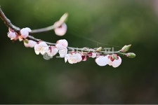 꽃사담고 | flower, 꽃, petal, 꽃잎, 매화, 사진,이미지,일러스트,캘리그라피 - 사담사작가 크라우드픽 - 저작권 걱정 없는 상업용 이미지