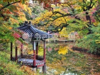 가을, 창경궁후원, 단풍, 왕의정원, 정원, 사진,이미지,일러스트,캘리그라피 - LJ작가 크라우드픽 - 저작권 걱정 없는 상업용 이미지