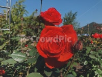 꽃, 장미, 장미꽃, rose, blossom, 사진,이미지,일러스트,캘리그라피 - 니녹작가 크라우드픽 - 저작권 걱정 없는 상업용 이미지