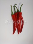 고추, 고초, chilipepper, chili, 캡사이신, 사진,이미지,일러스트,캘리그라피 - Cool Moon작가 크라우드픽 - 저작권 걱정 없는 상업용 이미지