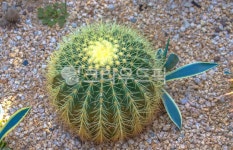 선인장, 다육식물, 다육이, 식물, plant, 사진,이미지,일러스트,캘리그라피 - Studio EJ작가 크라우드픽 - 저작권 걱정 없는 상업용 이미지