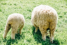 목장, 양, 남해, 봄, sheep, 사진,이미지,일러스트,캘리그라피 - Lupin작가 크라우드픽 - 저작권 걱정 없는 상업용 이미지