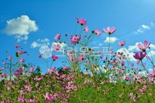 코스모스, 꽃밭, 가을꽃, 가을배경, 코스모스꽃, 사진,이미지,일러스트,캘리그라피 - space작가 크라우드픽 - 저작권 걱정 없는 상업용 이미지