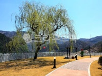 나무, 느티나무, 하늘, 길, path, 사진,이미지,일러스트,캘리그라피 - 꽃마리작가 크라우드픽 - 저작권 걱정 없는 상업용 이미지