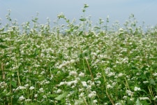 메밀꽃, 메밀밭, 여름, 가을, 꽃, 사진,이미지,일러스트,캘리그라피 - 포토헌터작가 크라우드픽 - 저작권 걱정 없는 상업용 이미지