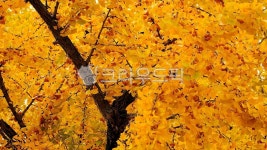 leaf, 잎, tree, 나무, maple, 사진,이미지,일러스트,캘리그라피 - 대포동1호작가 크라우드픽 - 저작권 걱정 없는 상업용 이미지