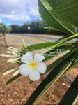 flower, 꽃, petal, 꽃잎, 플루메리아, 사진,이미지,일러스트,캘리그라피 - ttoji작가 크라우드픽 - 저작권 걱정 없는 상업용 이미지