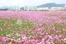 코스못, flower, 꽃, petal, 꽃잎, 사진,이미지,일러스트,캘리그라피 - 푸른이파리작가 크라우드픽 - 저작권 걱정 없는 상업용 이미지
