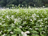 메밀밭, 밭, 메밀, 자연경관, 메밀꽃, 사진,이미지,일러스트,캘리그라피 - 애롱작가 크라우드픽 - 저작권 걱정 없는 상업용 이미지