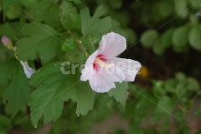 무궁화, 꽃, 풀, 분홍꽃, 무궁화꽃, 사진,이미지,일러스트,캘리그라피 - 만능돼지작가 크라우드픽 - 저작권 걱정 없는 상업용 이미지