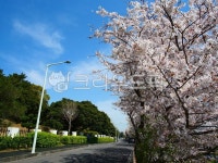 숲길, 숲속, 숲, 산책로, 산책길, 사진,이미지,일러스트,캘리그라피 - 부리나케작가 크라우드픽 - 저작권 걱정 없는 상업용 이미지