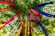 민속촌, 고목, 한국민속촌, 전통문화, 서낭나무, 사진,이미지,일러스트,캘리그라피 - 봉구58작가 크라우드픽 - 저작권 걱정 없는 상업용 이미지