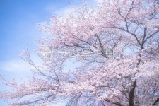 flower, 꽃, cherryblossom, 벚꽃, 봄, 사진,이미지,일러스트,캘리그라피 - 정민호작가 크라우드픽 - 저작권 걱정 없는 상업용 이미지