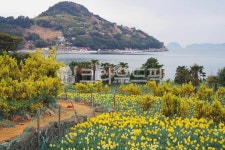 공곶이, 수선화, 수선화밭, 내도, 자연, 사진,이미지,일러스트,캘리그라피 - 가욤작가 크라우드픽 - 저작권 걱정 없는 상업용 이미지