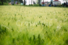 보리, 학원농장, 아침, 이슬, 고창 사진, 이미지 - sangminisnap작가 크라우드픽 - 상업용 이미지 중개 서비스