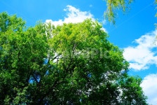 하늘, 자연, 푸른, 나무, 여름, 사진,이미지,일러스트,캘리그라피 - Ndksrlcks55작가 크라우드픽 - 저작권 걱정 없는 상업용 이미지