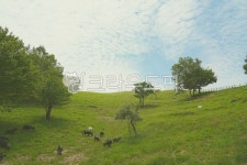 태백, 몽토랑산양목장, 산양, 목장, 자연, 사진,이미지,일러스트,캘리그라피 - 노네임드작가 크라우드픽 - 저작권 걱정 없는 상업용 이미지