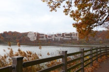 가을, 단풍, 저수지, 호수, 나무, 사진,이미지,일러스트,캘리그라피 - jhres작가 크라우드픽 - 저작권 걱정 없는 상업용 이미지