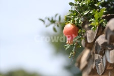 담장석류, 담장, 석류, 가을, 당쟁이, 사진,이미지,일러스트,캘리그라피 - 윤기영작가 크라우드픽 - 저작권 걱정 없는 상업용 이미지