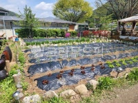 시골텃밭, 전원하우스, 상추키우기, 텃밭, 시골농원, 사진,이미지,일러스트,캘리그라피 - 파피레드작가 크라우드픽 - 저작권 걱정 없는 상업용 이미지