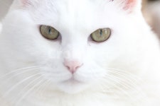 고양이, 하얀고양이, 흰색고양이, 고양이얼굴, 올화이트고양이, 사진,이미지,일러스트,캘리그라피 - music_graver작가 크라우드픽 - 저작권... 