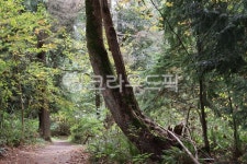 숲, 숲속, 자연, 삼림욕, 삼림지, 사진,이미지,일러스트,캘리그라피 - NatureLover작가 크라우드픽 - 저작권 걱정 없는 상업용 이미지