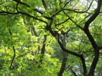 나무, 숲, 숲풍경, 숲속, 힐링, 사진,이미지,일러스트,캘리그라피 - 풀그림자작가 크라우드픽 - 저작권 걱정 없는 상업용 이미지