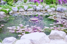 연못, 자연, 풍경, 나무, 꽃, 사진,이미지,일러스트,캘리그라피 - Leese작가 크라우드픽 - 저작권 걱정 없는 상업용 이미지