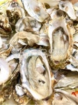 oyster, seafood, 해물, food, 굴, 사진,이미지,일러스트,캘리그라피 - 나르짱작가 크라우드픽 - 저작권 걱정 없는 상업용 이미지