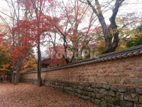 가을, 단풍길, 돌담길, 단풍, 빨간단풍, 사진,이미지,일러스트,캘리그라피 - jjmam작가 크라우드픽 - 저작권 걱정 없는 상업용 이미지