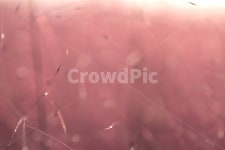 핑크뮬리, 억새, 분홍색, 식물, 핑크, 사진,이미지,일러스트,캘리그라피 - natsu u작가 크라우드픽 - 저작권 걱정 없는 상업용 이미지