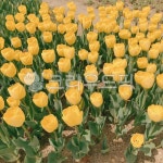 tulip, 튤립, flower, 노란꽃, 봄, 사진,이미지,일러스트,캘리그라피 - anyoungeun77작가 크라우드픽 - 저작권 걱정 없는 상업용 이미지