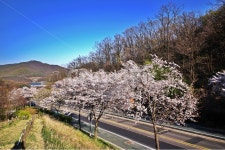 벚꽃, 벚꽃나무, 문화예술로, 의왕시, 도로, 사진,이미지,일러스트,캘리그라피 - Deep bLUE작가 크라우드픽 - 저작권 걱정 없는 상업용 이미지