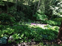 숲속, 나무, 가든, 정원, 꽃, 사진,이미지,일러스트,캘리그라피 - 도르가작가 크라우드픽 - 저작권 걱정 없는 상업용 이미지