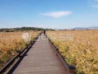 순천, 순천만습지, 10월, 갈대, 갈대밭, 사진,이미지,일러스트,캘리그라피 - 하퍼리자나작가 크라우드픽 - 저작권 걱정 없는 상업용 이미지