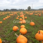 호박, 할로윈, pumpkin, 농장, farmlife, 사진,이미지,일러스트,캘리그라피 - 민바이민작가 크라우드픽 - 저작권 걱정 없는 상업용 이미지