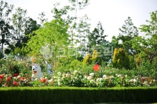 순천만국가정원1호, 테마공원, 자연생태공원, 자연, 옥외, 사진,이미지,일러스트,캘리그라피 - pandora4077작가 크라우드픽 - 저작권 걱정... 